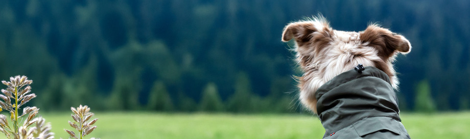 Schnäppchen in der Kategorie Hundebekleidung