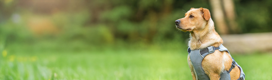 Schnäppchen in der Kategorie Hundeleine & Halsband