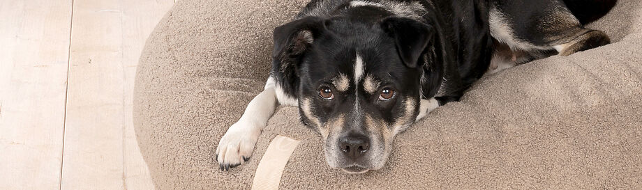 Schnäppchen in der Kategorie Hundebett & Fressnapf