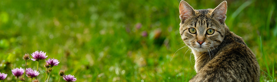 Schnäppchen in der Kategorie Katzenfutter & Zuebhör