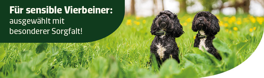 Hypoallergenes Hundefutter entdecken