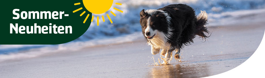 Sommerliche Neuheiten bei alsa-hundewelt