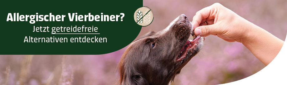 Getreidefreies Hundefutter & Leckerlis