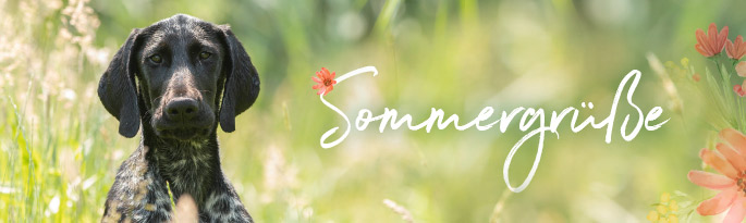 Damit Sie und ihr Hund voller Spaß und Freude durch den Sommer kommen, präsentieren wir Ihnen spannende Neuheiten und Angebote wie modische Hundeleinen, Halsbänder, kühlendes Hundezubehör, Wasserspielzeug und vieles mehr. Sommergrüße