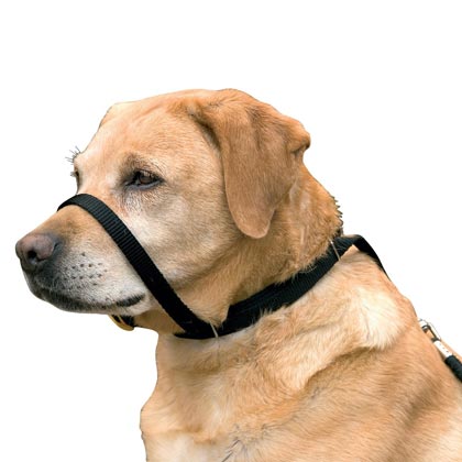 Erziehungshalsung "Canny Collar"