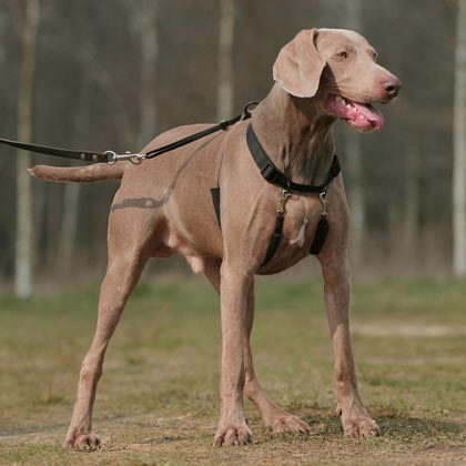 Trainingsgeschirr "Halter"