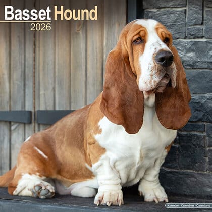 Kalender 2011 "Basset"