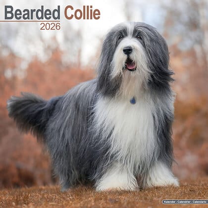 Kalender 2012 "Bearded Collie"