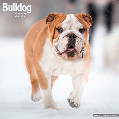Kalender 2010 "Bulldogge"