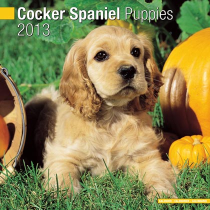 Kalender 2010 "Cocker Spaniel Welpen"