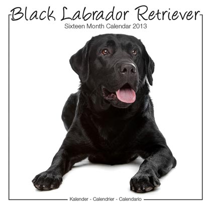 Studio Kalender 2012 "Black Labrador Retriever"