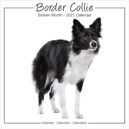 Studio Kalender 2012 "Border Collie"