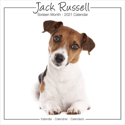 Studio Kalender 2012 "Jack Russell"