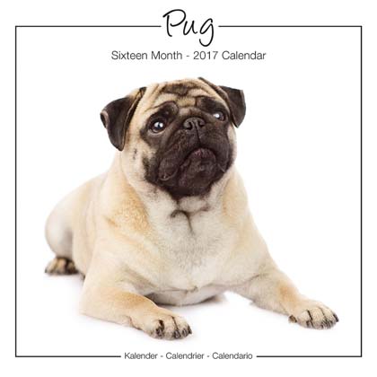 Studio Kalender 2012 "Pug"