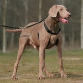 Trainingsgeschirr "Halter"