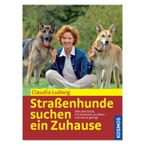 Strassenhunde suchen ein Zuhause