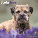 Kalender 2012 "Border Terrier"