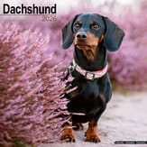 Kalender 2011 "Dackel"