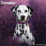 Kalender 2010 "Dalmatiner"