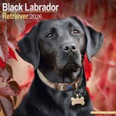 Kalender 2012 "Labrador Retr. (schwarz)"