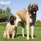 Kalender 2010 "Mastiff"