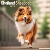 Kalender 2011 "Sheltie"