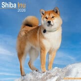 Kalender 2012 "Shiba Inu"