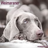 Kalender 2012 "Weimaraner"