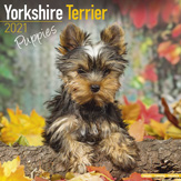 Kalender 2012 "Yorkshire Terrier Welpen"