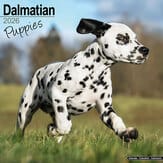 Kalender 2012 "Dalmatiner Welpen"