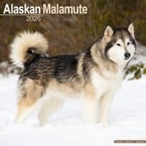 Kalender 2012 "Alaskan Malamute"