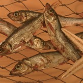 alsa-nature Baltik-Hering