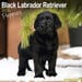 Alsa-Hundewelt Kalender 2012 - Hundekalender 2012 "Labrador Welpen (schwarz)", 345057