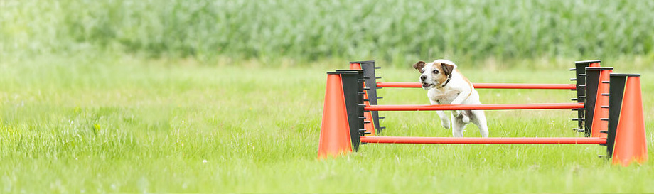 Aanbiedingen in de categorie hondentraining