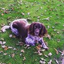 #pfötchenfreitag - wir stellen vor: Linux. Das ist Linux, der kleine Münsterländer unserer Kollegin Petra! Linux liebt es, sich bei Suchspielen auszupowern. Außerdem ist keine Pfütze vor ihm sicher! Wenn Frauchen Petra dann auch noch ein Leckerchen für ihn dabei hat, ist sein Tag perfekt. Er begleitet Petra treu durch das Leben und freut sich jeden Tag auf ein neues Abenteuer. #alsahundewelt #naturgesundfüttern #hundeliebe #dogsofinstagram