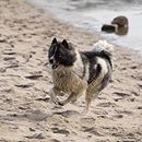 #pfötchenfreitag wir stellen vor: Baghira! Auf diesem Foto seht ihr Baghira, die Hündin unserer lieben Kollegin Andrea. Baghira ist eine 4 jährige Eurasier-Hündin, die es liebt, sich mit Schlamm zu schmücken! ;) Außerdem ist sie sehr sportlich und zeigt regelmäßig im Agility ihr Können. Für Andrea macht sie alle Situationen im Leben ein wenig schöner. Die beiden unternehmen viel, haben viel Spaß zusammen und kuscheln auch gerne mal stundenlang auf dem Sofa. #alsahundewelt #naturgesundfüttern #hundeliebe #dogsofinstagram