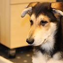 Die alsa Familie hat Zuwachs bekommen das ist Tony von Kollege Christian #alsahundewelt #hundeliebe #naturgesundfüttern #dogsofinstagram