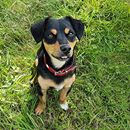 Heute ist Anton von Kollegin Annika zu Besuch wir wünschen euch einen schönen Start in die Woche #alsahundewelt #hundeliebe #naturgesundfüttern #dogsofinstagram