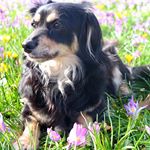 Das alsa Team wünscht euch allen frohe Ostern! #dogsofinstagram #hundeliebe #naturgesundfüttern #alsahundewelt #happyeaster