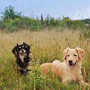 Der Sommer kommt wieder Luna und Peanut freuen sich schon ihr auch? #alsahundewelt #naturgesundfüttern #hundeliebe #dogsofinstagram