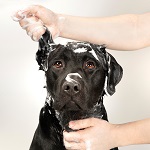 Hundefell ganz einfach waschen.