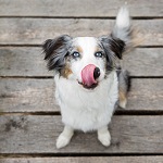 Die Sinne des Hundes im Überblick.