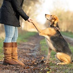 Die Beziehung zwischen Mensch und Hund.