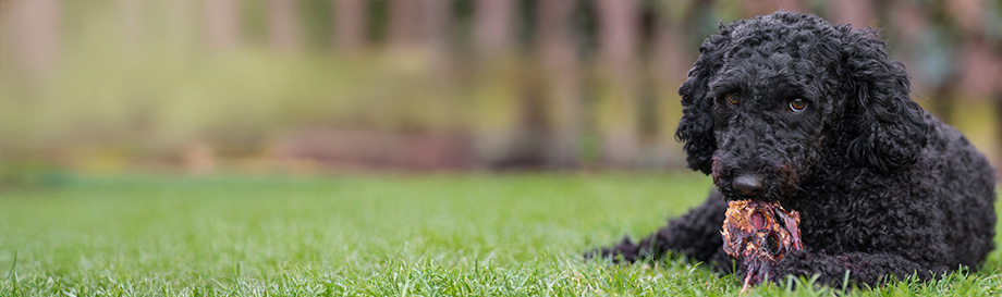 Alle Ernährungsprodukte von alsa-nature bei alsa-hundewelt.