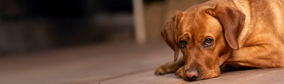 Naturgesunde getreidefreie Kauartikel für Hunde.