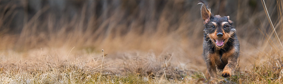Naturgesundes Single-Protein Hundefutter.