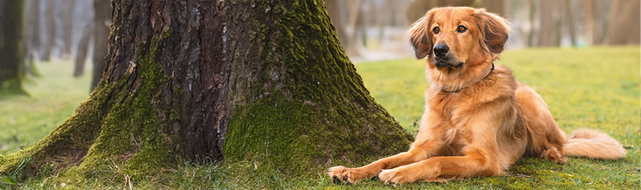 Schnäppchen in der Kategorie Hundefutter
