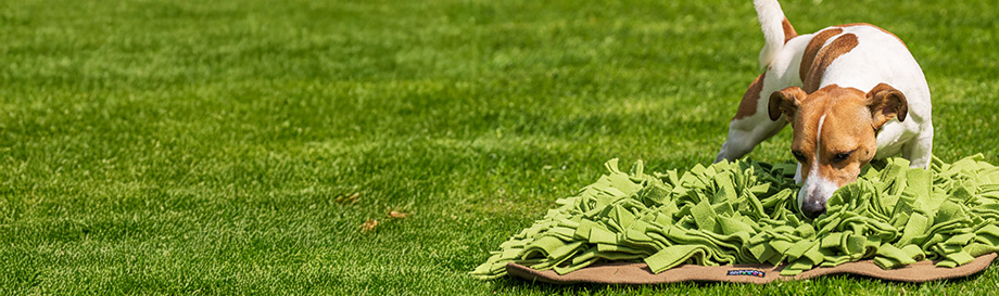 Hundespielzeug und Snack im Set.