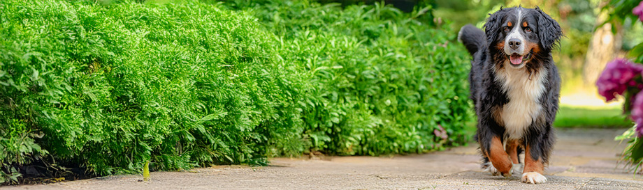 Naturgesundes Kauartikel für große Hunde.