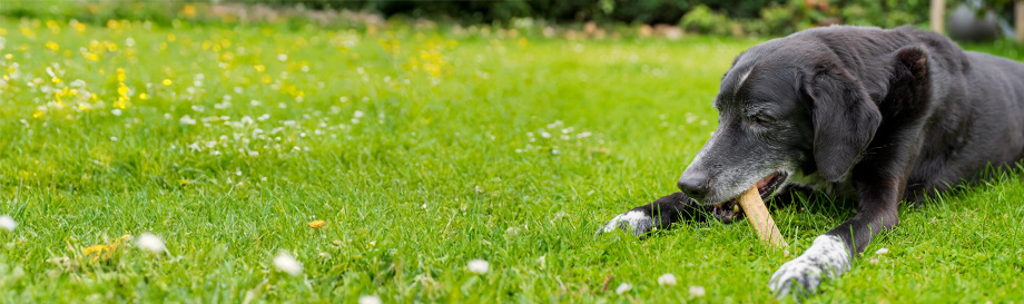 Bachblüten für Hunde.